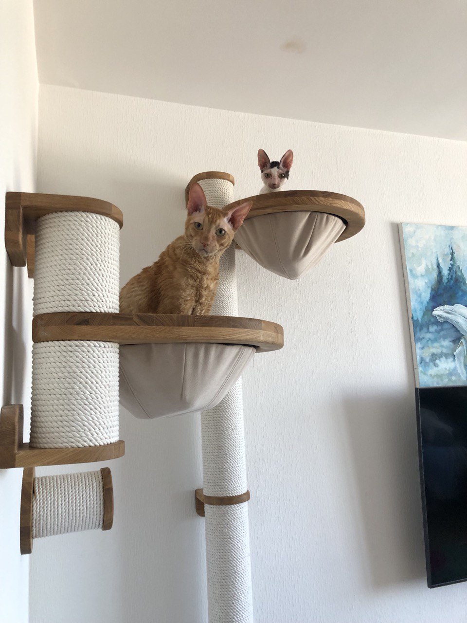 Flynn and Klepa meet the guests, sitting in the wall scratching post