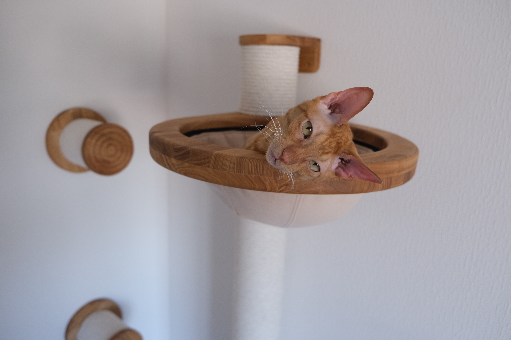 Flynn poses in a new lounger on the wall scratching post
